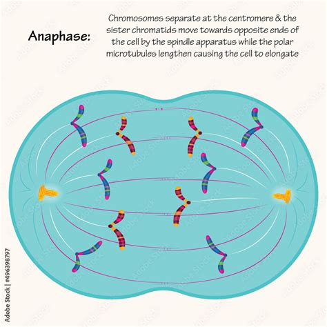 Anaphase Mitosis