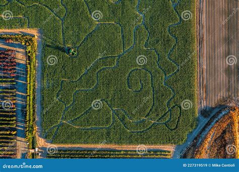 Drone view of a corn maze stock image. Image of tiles - 227319519