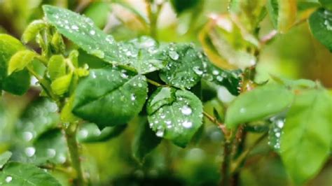 How Kitui varsity collects dew to irrigate plants