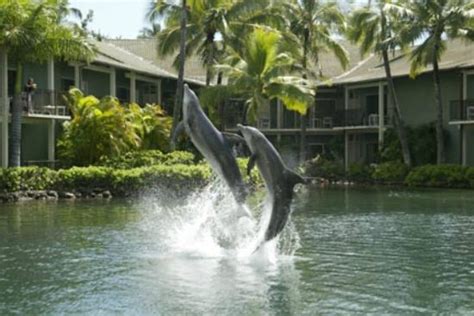 Dolphin Quest (Oahu) - 2018 All You Need to Know Before You Go (with ...