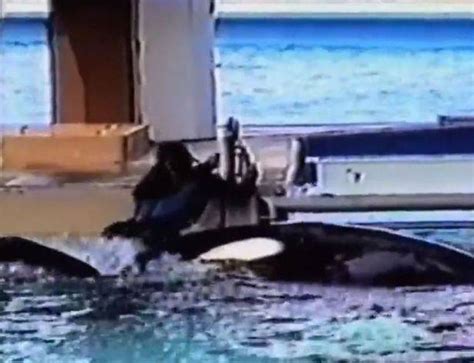 US News: SeaWorld trainer dragged under by two killer whales