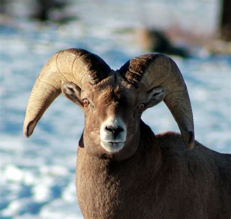 Bighorn sheep tours offer rare up-close viewing of elusive animals ...