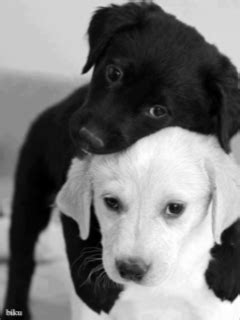 black and white photograph of two dogs one is holding the other's head ...