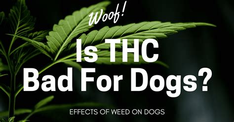 Is THC Bad For Dogs? Ataxia Dog - Symptoms Of Ataxia In Dogs