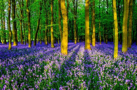 Bluebell Woods Wallpapers - Wallpaper Cave