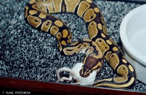 Ball Pythons, a Troubleshooting Guide to - Feeding Strategies