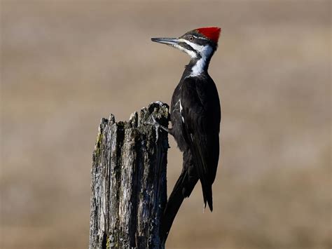 Female Pileated Woodpeckers (Male vs Female Identification… | Birdfact