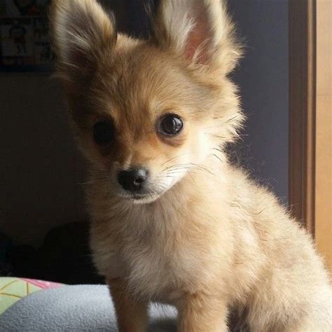 79+ Short Hair Chihuahua Pomeranian Mix Puppy - l2sanpiero