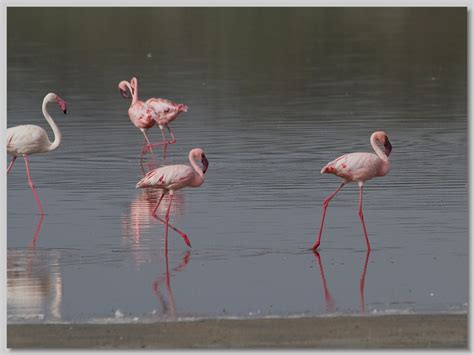 greater and lesser flamingo | Flamingo, Safari, Serengeti