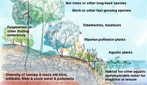 A Riparian Buffer Can Improve Your Farm - Hobby Farms