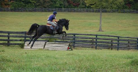 HD Animals Wallpapers: Black Horse Jumping Pictures