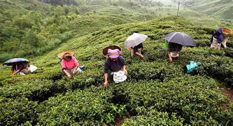 Tea Kerala | Kerala tour Operator