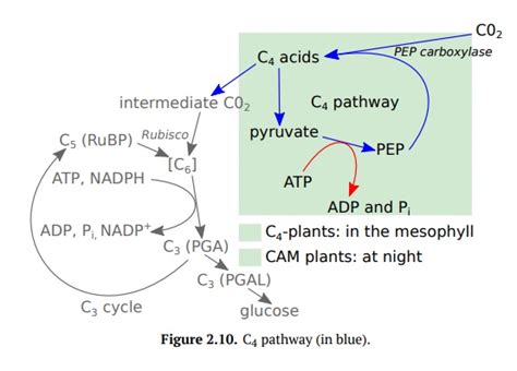 Photosynthesis: C4 Pathway