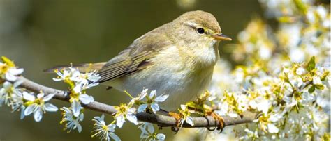 Willow Warbler - A-Z Animals