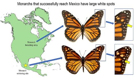 Monarch butterfly color patterns help migration | Popular Science