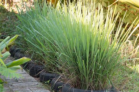 8 Benefits Of Growing Lemongrass - Homemaking.com | Homemaking 101 | Daily Disciplines for Every ...