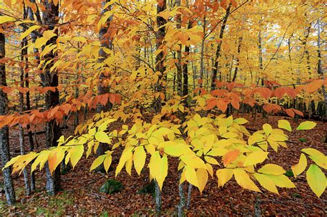 Autumn beech leaves Photograph by Gary Corbett - Fine Art America