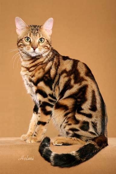 Marbled Bengal Cat... beautiful coloring! | Cat breeds, Beautiful cats, Gorgeous cats