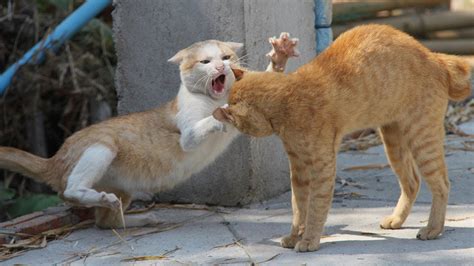 Angry Cats Vs Dog Fighting | Try Not To Laugh | Best Video Compilation ...