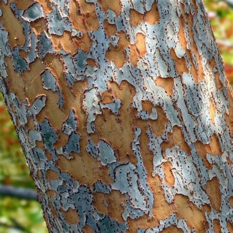 Chinese Elm Tree Seeds ulmus Parvifolia 30seeds - Etsy