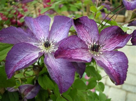 Clematis viticella group ... www.clematis.be...