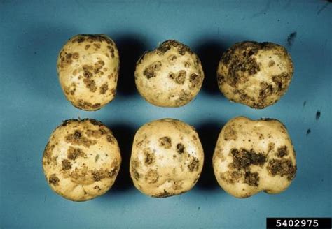 Vegetable: Potato, Identifying Diseases | Center for Agriculture, Food ...