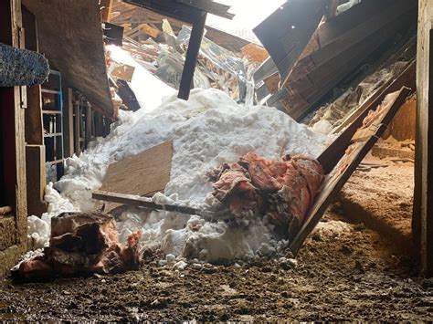 Barn Roof Collapse In N.B. Traps Calves Inside - Huddle.Today