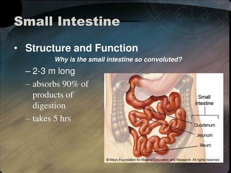 PPT - The Digestive System PowerPoint Presentation, free download - ID:1408125