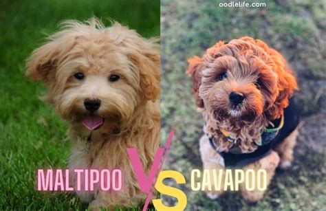 Cavapoo Vs Maltipoo Breed Comparison [Photos] - Oodle Life