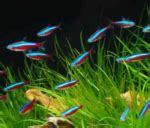 Young Cardinal Tetra food - General Discussion - C.A.R.E.