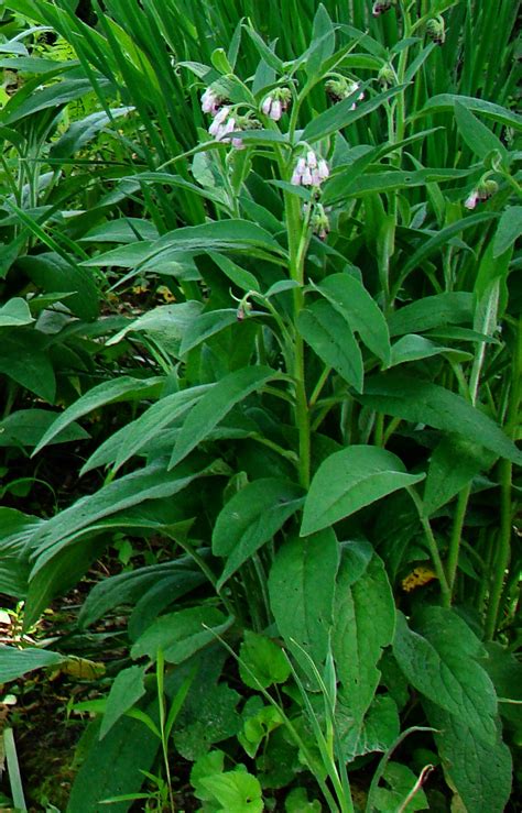 Rurification | Robin Edmundson: Comfrey: Part 2, Medicinal Herb