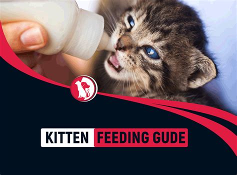 Newborn Kitten Formula Recipe | Dandk Organizer