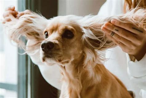 Here's the Correct Way to Use Dry Shampoo on Your Dog, According to a Vet - This Dogs Life