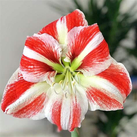 Candy Cane Amaryllis Bulbs For Sale Online | Amaryllis Clown – Easy To Grow Bulbs