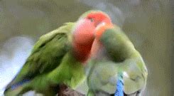 Sun Conure Parrot GIF - Find & Share on GIPHY