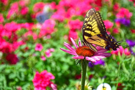 Plant List for Butterfly Gardens – Merrifield Garden Center