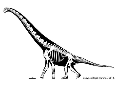 Cedarosaurus Pictures & Facts - The Dinosaur Database