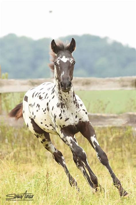 426 best Appaloosa & Spotted Ponies images on Pinterest | Appaloosa ...