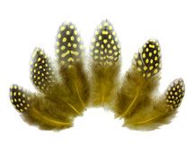 Guinea Fowl Feathers | Guinea Hen Feathers for Sale