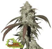 Sale of feminised cannabis seed Seeds Stockers CBD Northern Lights