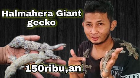 Cicak terbesar didunia !!! Halmahera Giant gecko - YouTube