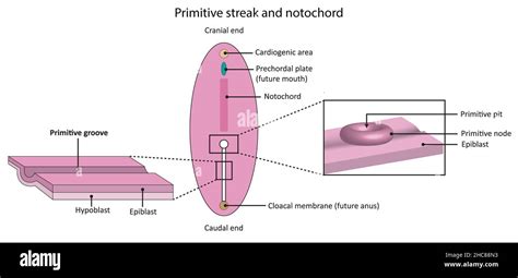 Simple diagram showing embryological developmentof primitive streak and notochord Stock Photo ...