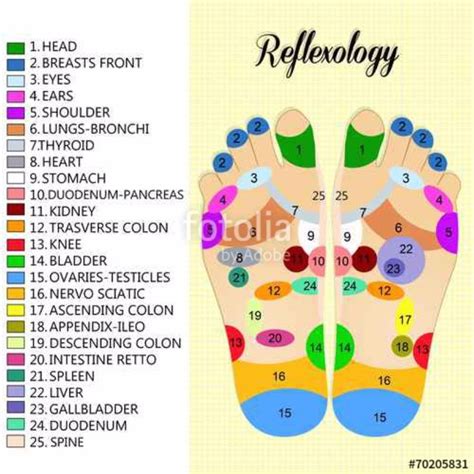 31 Printable Foot Reflexology Charts & Maps ᐅ TemplateLab