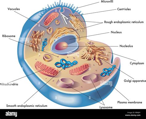 Medical illustration of elements of human cell Stock Vector Image & Art - Alamy