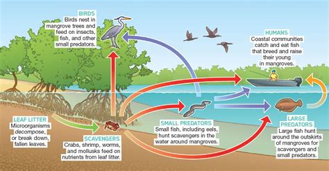 Mangrove Swamp Food Web