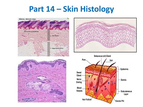 SOLUTION: Part 14 skin histology - Studypool