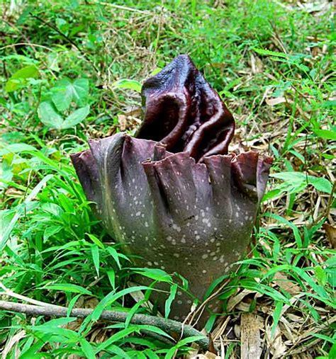 Elephant Yam or Pongapong flower