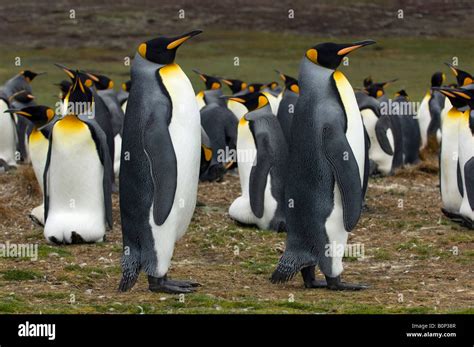 King Penguin Colony, Volunteer Point, Falkland Islands Stock Photo - Alamy