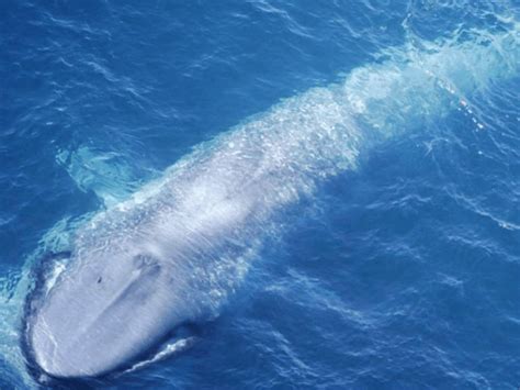 Blue Whale Discovery: New Pygmy Blue Whale Population in Indian Ocean - MCE Zone