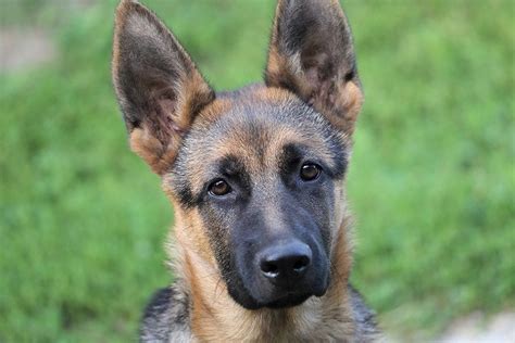 Top 10 when do german shepherds ears stand up You Need To Know